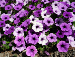 Petunia ‘Supertunia Mini Vista Indigo’.